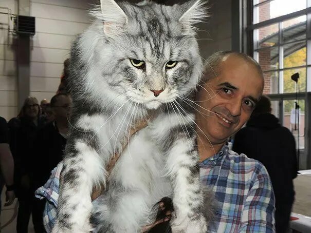Кот манкун фото Pin on Maine Coon Cats