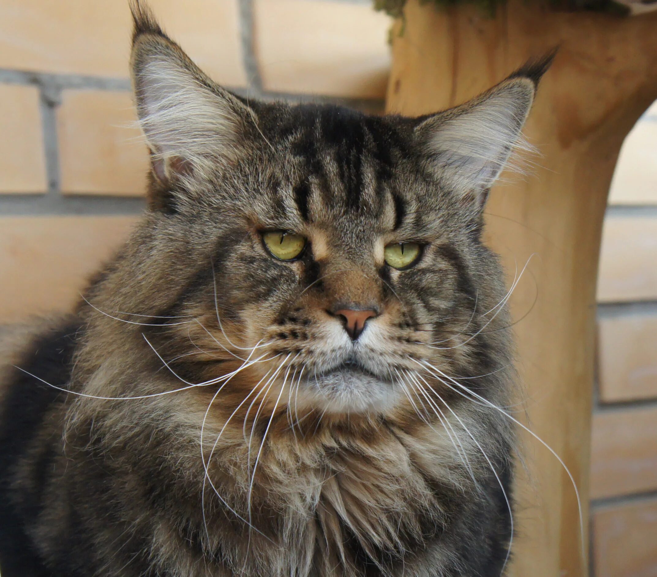 Кот манкун фото Файл:Мейн кун W.Ch.Ais Black Liger Cat from Nord-Westland cattery.JPG - Википеди