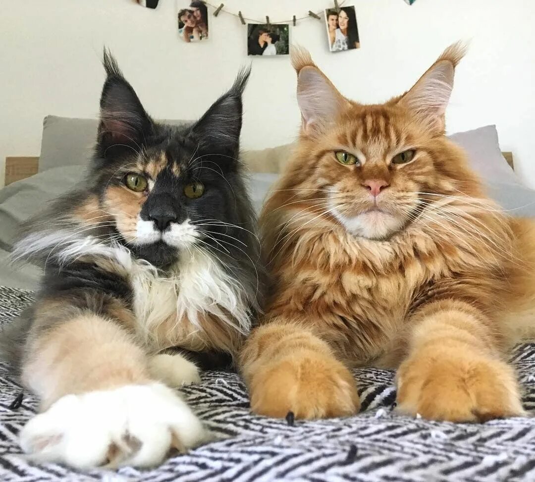 Кот манкун фото Pin on iCats