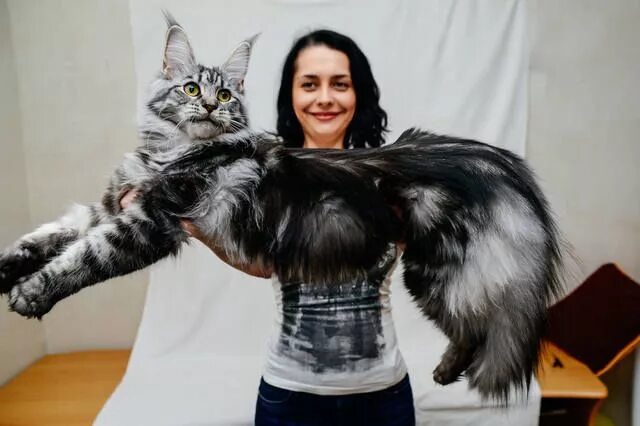 Кот манкун фото Окрасы: серебро и дым - Страница 31 Кошки и котята, Полосатые кошки, Любители ко