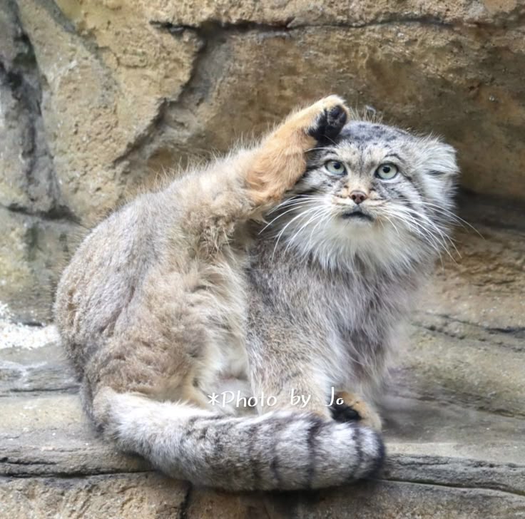 Кот манул фото Pin by My Info on Funny! Pallas's cat, Small wild cats, Manul cat