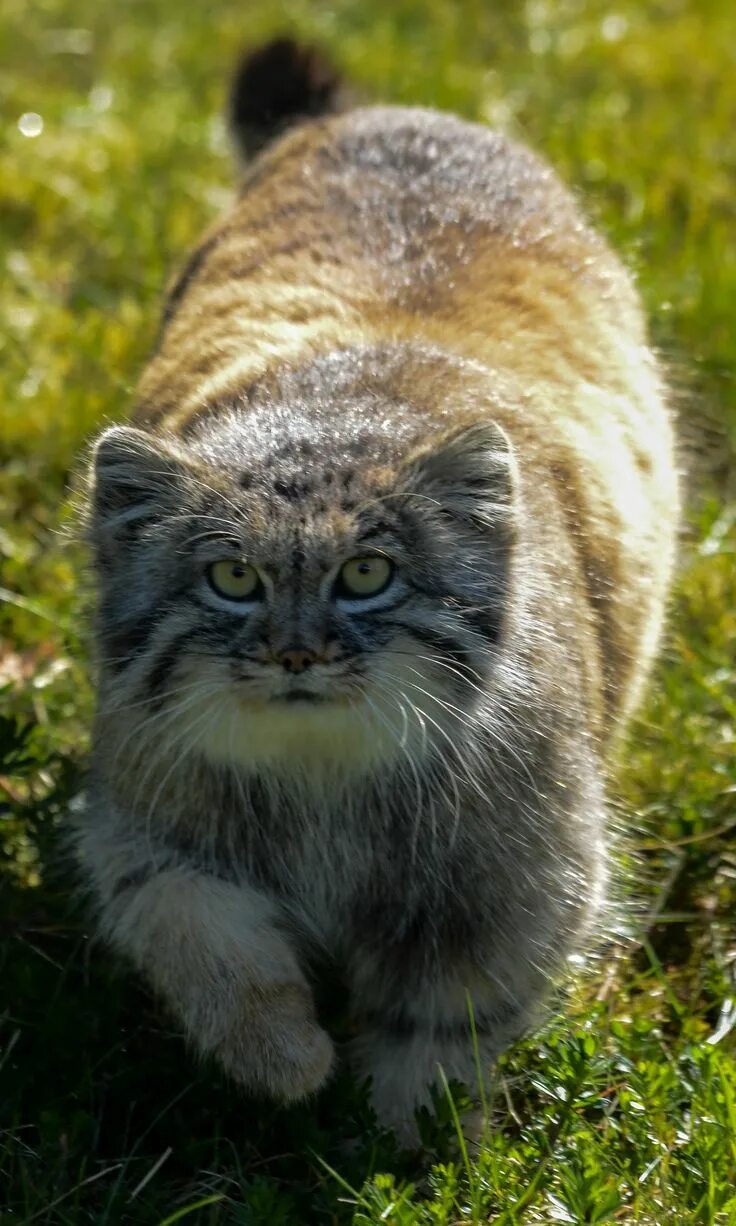 Кот манул фото Manul Small wild cats, Pallas's cat, Exotic cats