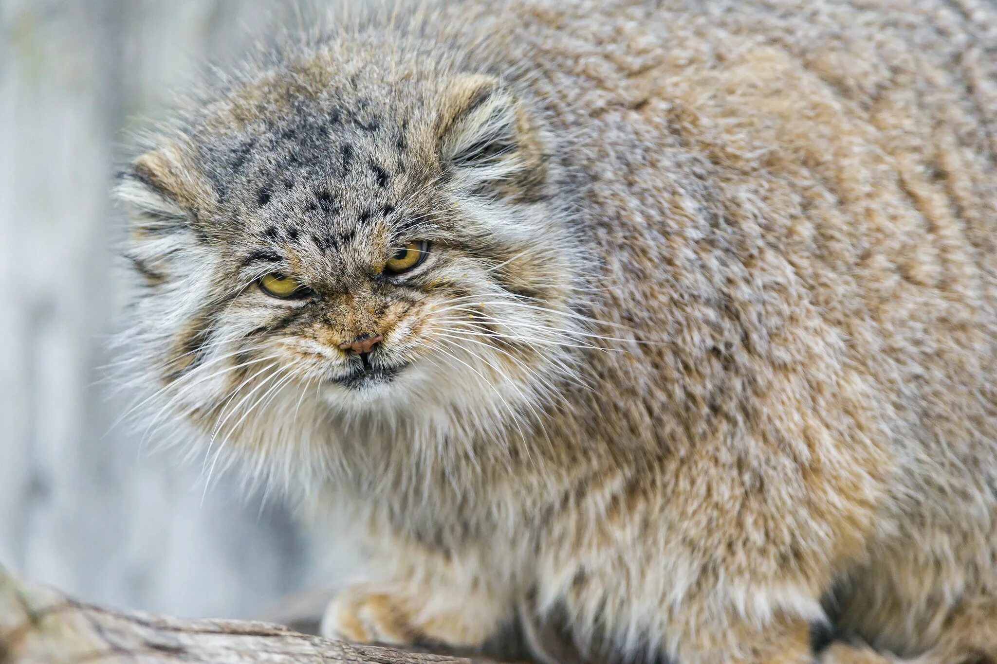 Кот манул фото домашний Wallpaper : animals, wildlife, fur, whiskers, lynx, wild cat, Pallas Cat, bobcat