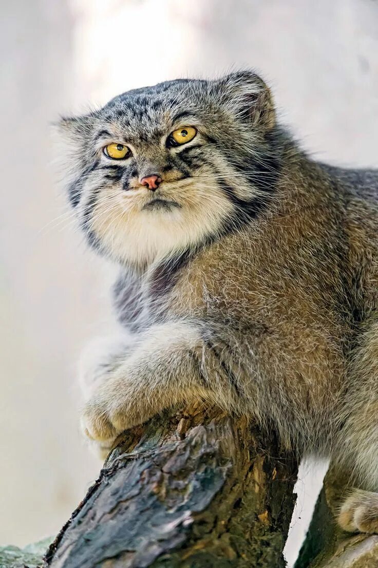 Кот манул фото домашний 30 grimaces absolument hilarantes du chat de Pallas, le félin le plus expressif 