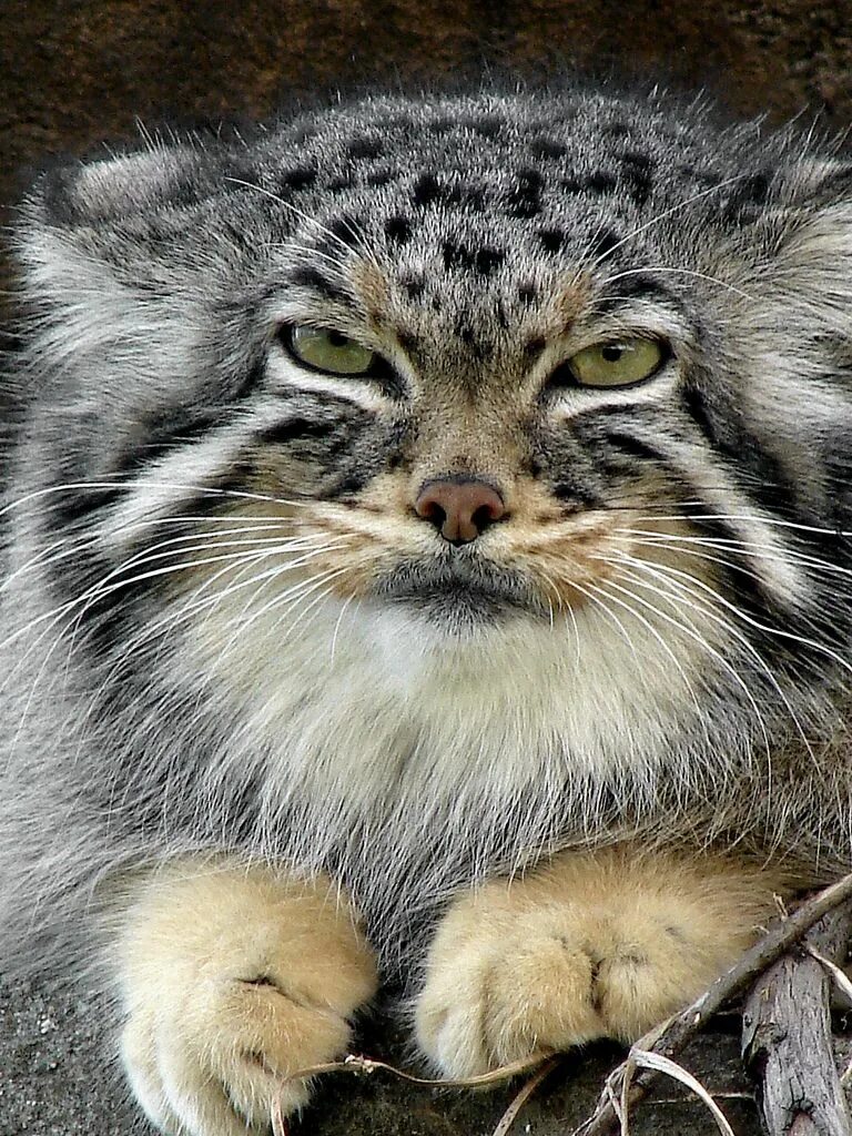 Кот манул фото домашний HighlandValley Wild cat species, Wild cats, Cats