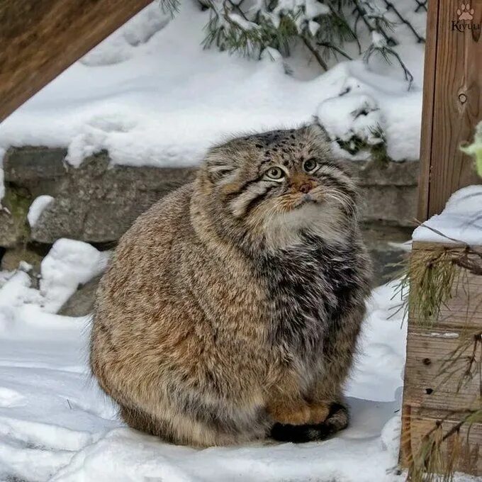 Кот манул фото домашний 3) Главная / Твиттер Small wild cats, Pallas's cat, Kittens cutest
