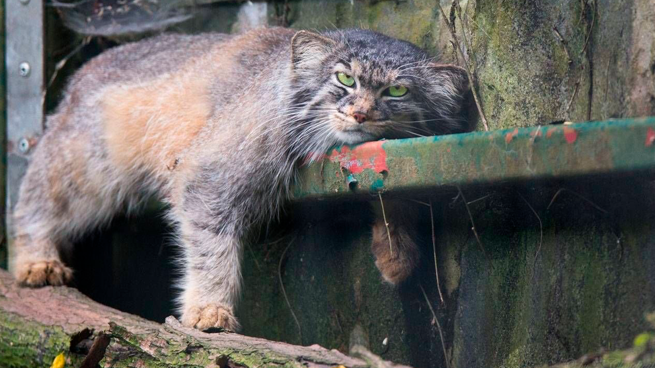 Кот манул фото домашний Женщина принесла из леса котенка - и год жила с опасным зверем - Питомцы Mail