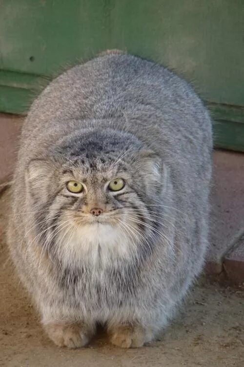 Кот манул фото домашний Pallas Cat Pallas's cat, Cats, Small wild cats