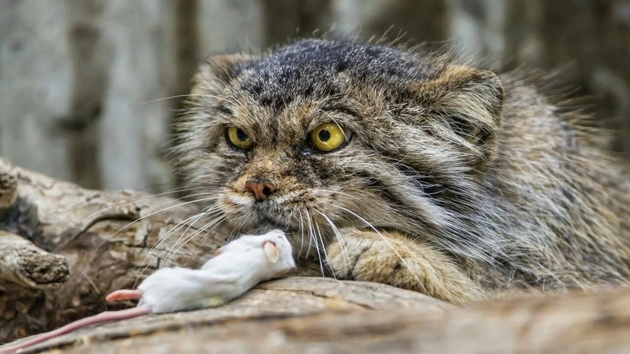 Кот манул фото домашний МАНУЛ и другие редкие и удивительные ДИКИЕ КОШКИ, о которых мало кто знает - You