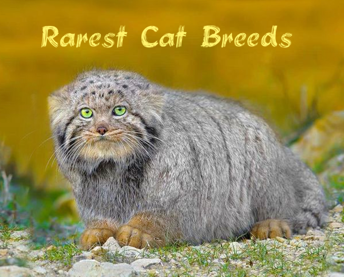 Кот манул фото домашний Feline Breeds on Sale www.baikalcinema.ru