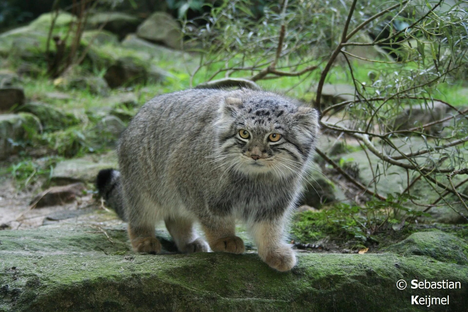 Кот манул описание и фото Манул Felis (Otocolobus) manul Pallas cat Katzenarten, Katzen, Tiere