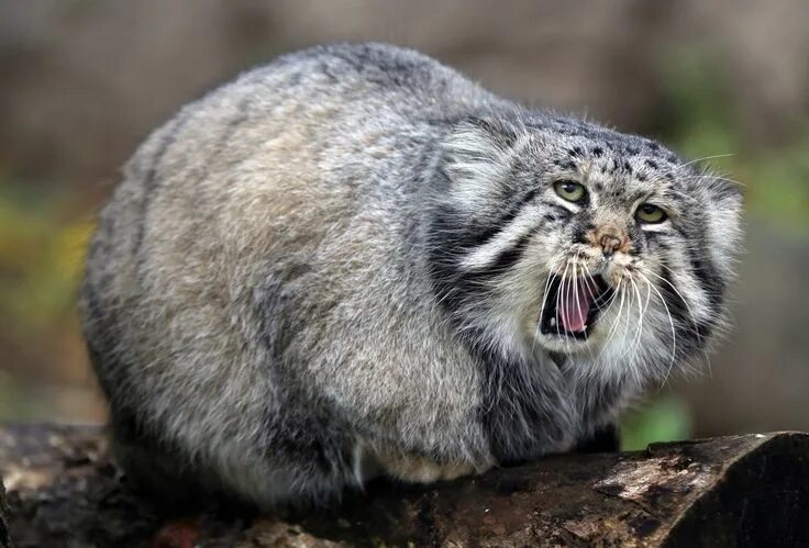 Кот манул описание и фото 68) Likes Tumblr Pallas's cat, Manul cat, Wild cat species
