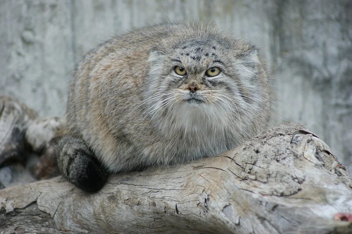 Кот манул описание и фото Файл:Manul close.jpg - Вікіпедыя