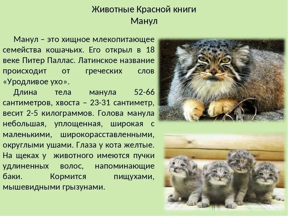 Кот манул описание и фото Кот манул из красной книги описание