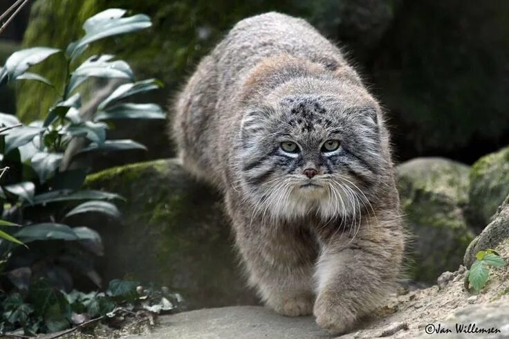 Кот манул описание и фото The Pallas's cat, also called manul. Pallas's cats are native to the steppe regi