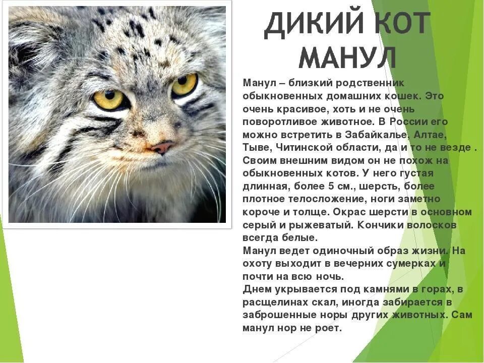Кот манул описание и фото Дикий кот манул: история открытия и особенности вида, фото котёнка и взрослой ко