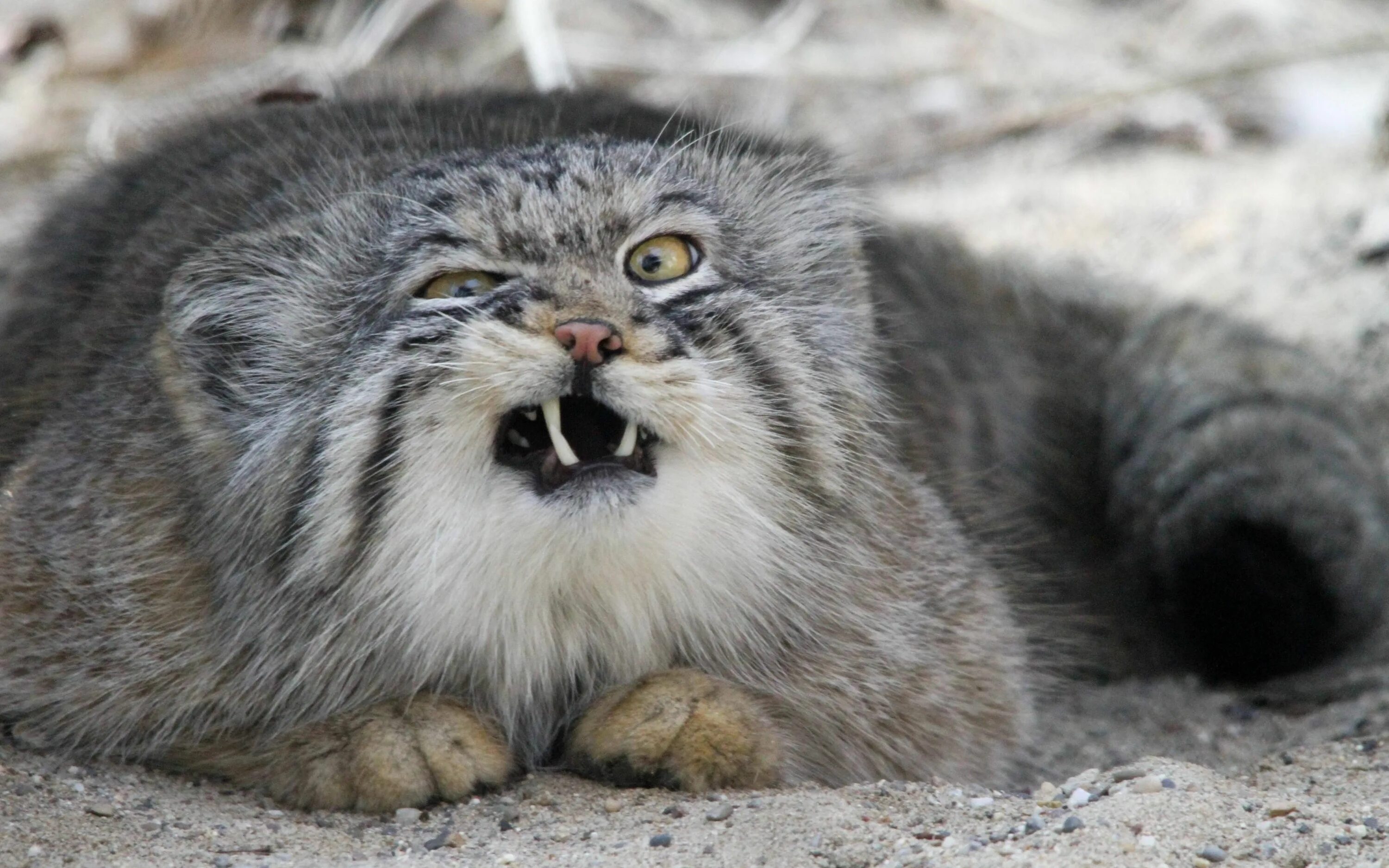 Кот манул описание и фото Funny Animals 099 Manul cat, Cute animals, Pallas's cat