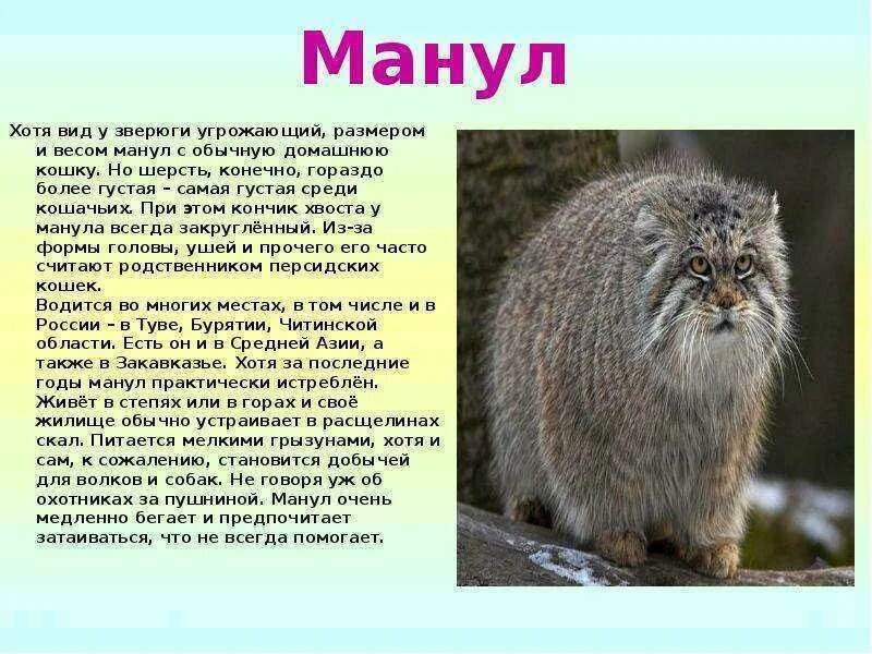 Кот манул описание и фото Манул описание 2 класс: найдено 90 изображений
