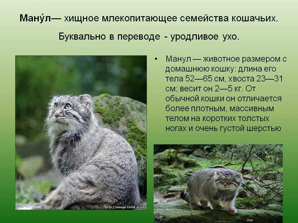 Кот манул описание и фото Манул