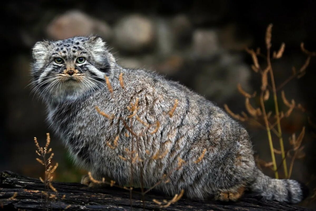 Кот манул описание и фото ДНК древней кошки - Nasledie Digital