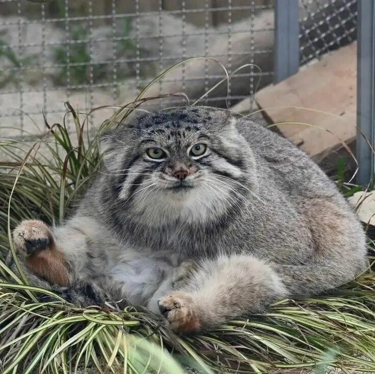 Кот манул описание и фото Пин от пользователя Montauk на доске ⊹ Manul/Pallas cat Экзотические кошки, Ману