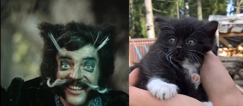Кот матвей фото Сам поймал. Дикий. - ЯПлакалъ