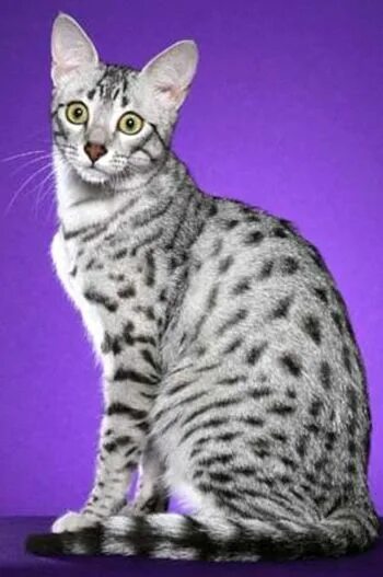 Кот мау фото Cat Fact: The Egyptian Mau is the oldest breed of cat. Египетская мау, Красивые 