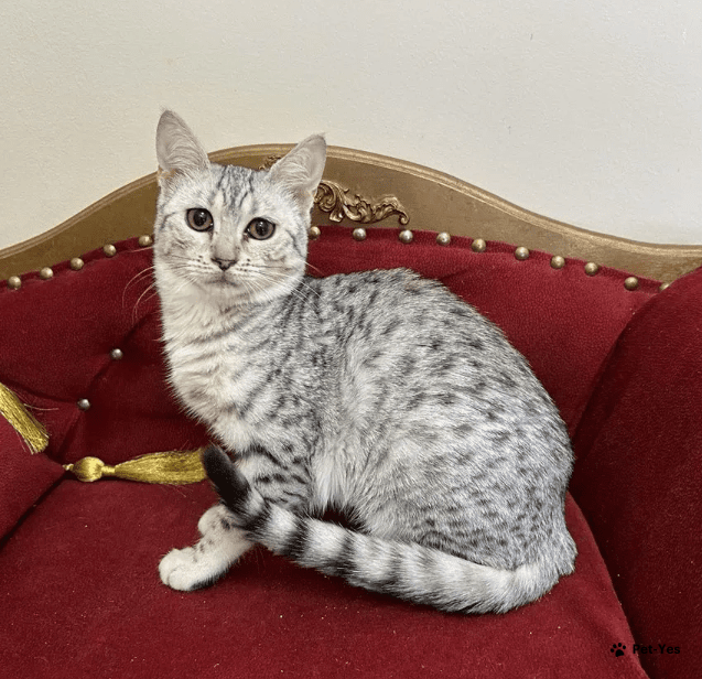 Кот мау фото Кошка Египетская мау 7 месяцев, 27 дней купить Москва Pet-Yes
