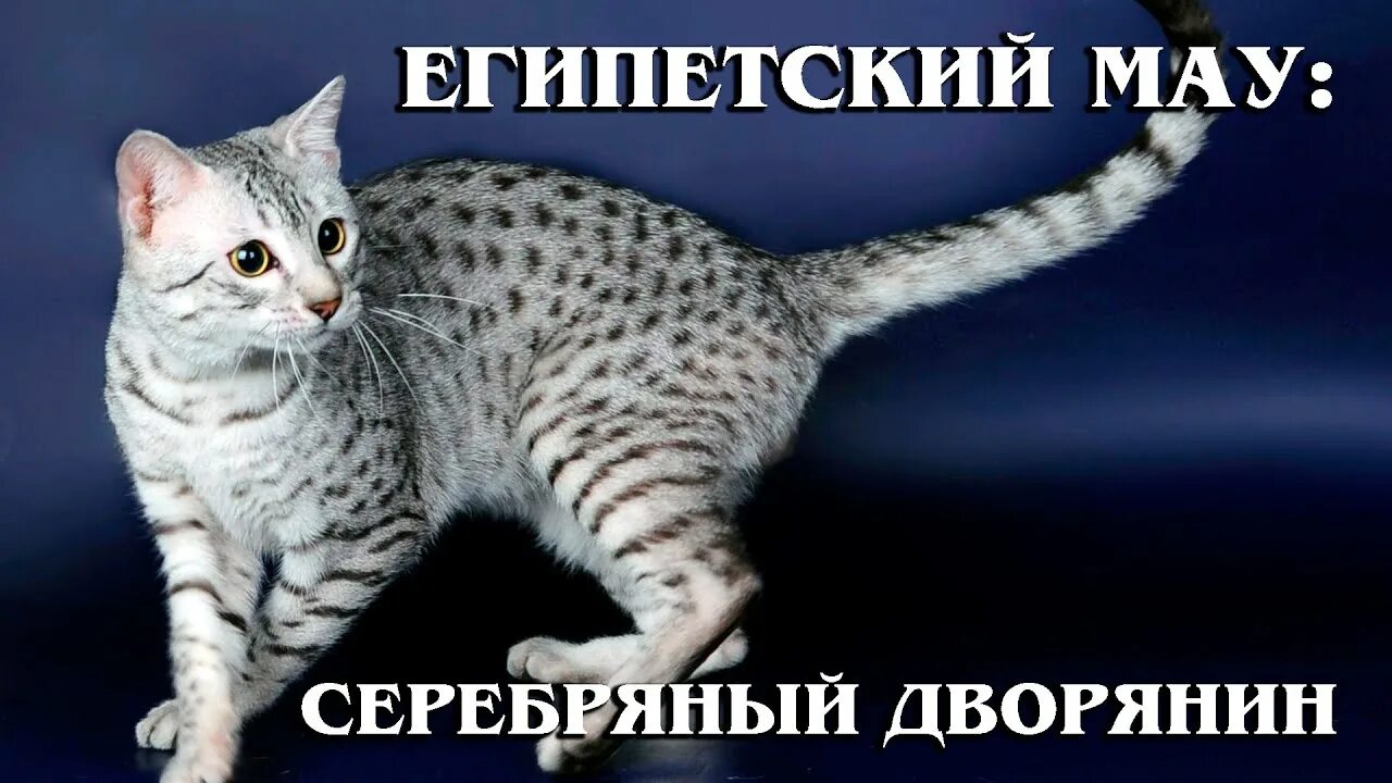 Кот мау фото ЕГИПЕТСКАЯ МАУ: Клеопатра в кошачьем мире Интересные факты про породы кошек - Yo