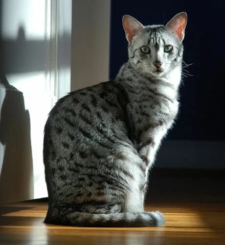 Кот мау фото Egyptian Mau - Ancient Cat Breeds Egyptian mau, Cat breeds, Cats