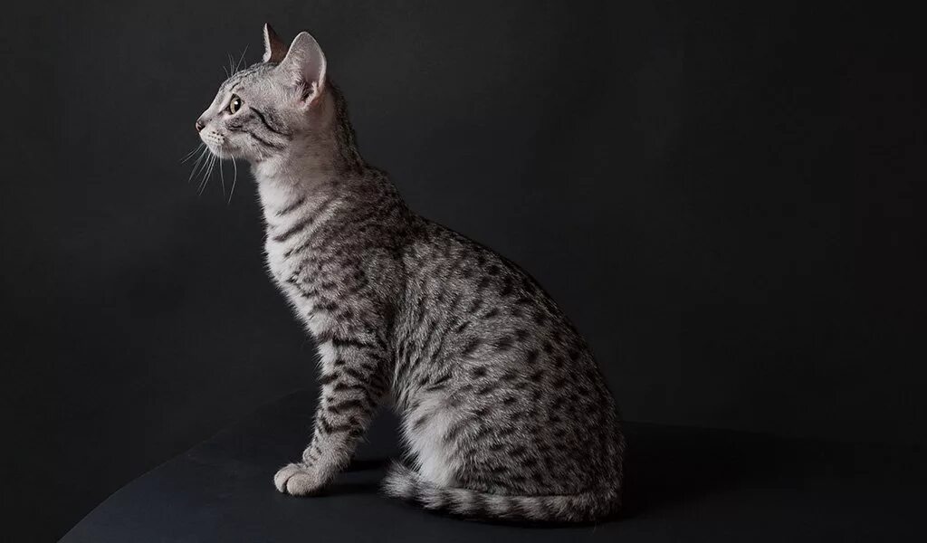 Кот мау фото Египетская мау - форум владельцев кошек и котов