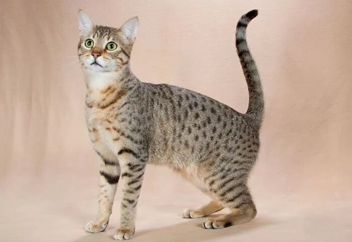 Кот мау фото Descubre con Wakyma la Raza de Gato Mau EGIPCIO, *todo sobre ellos! Razas de gat