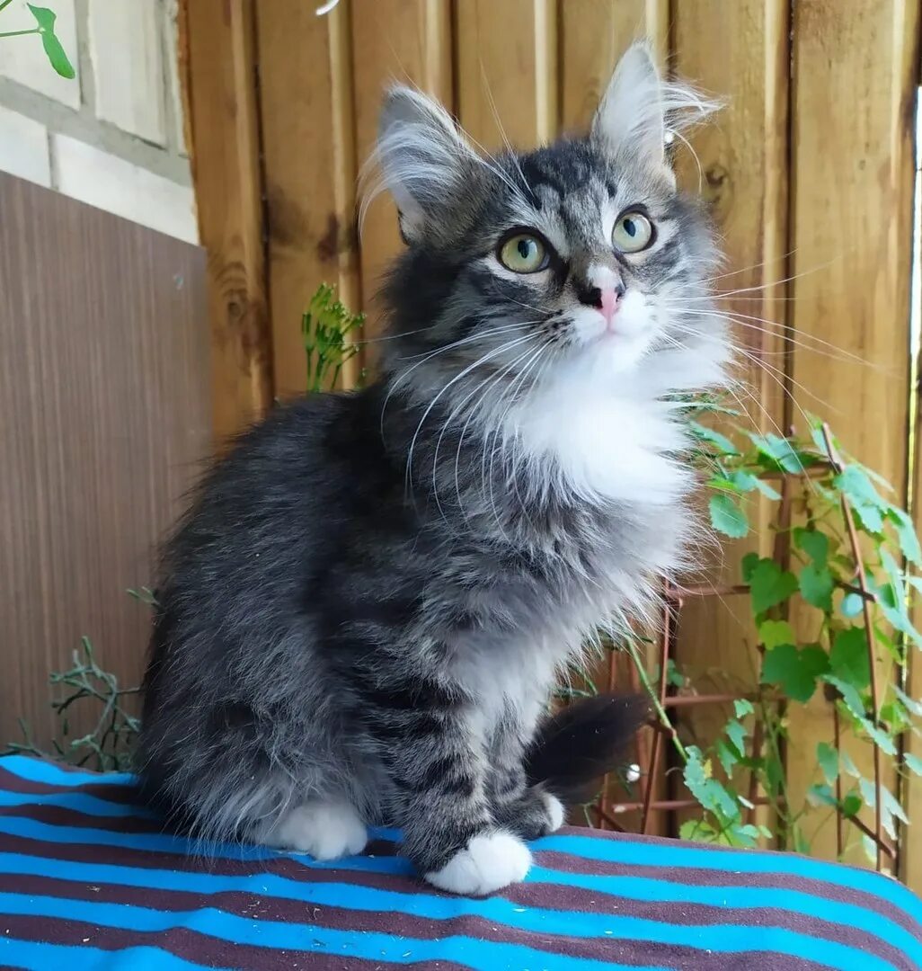 Кот метис фото Котенок помесь - картинки и фото koshka.top