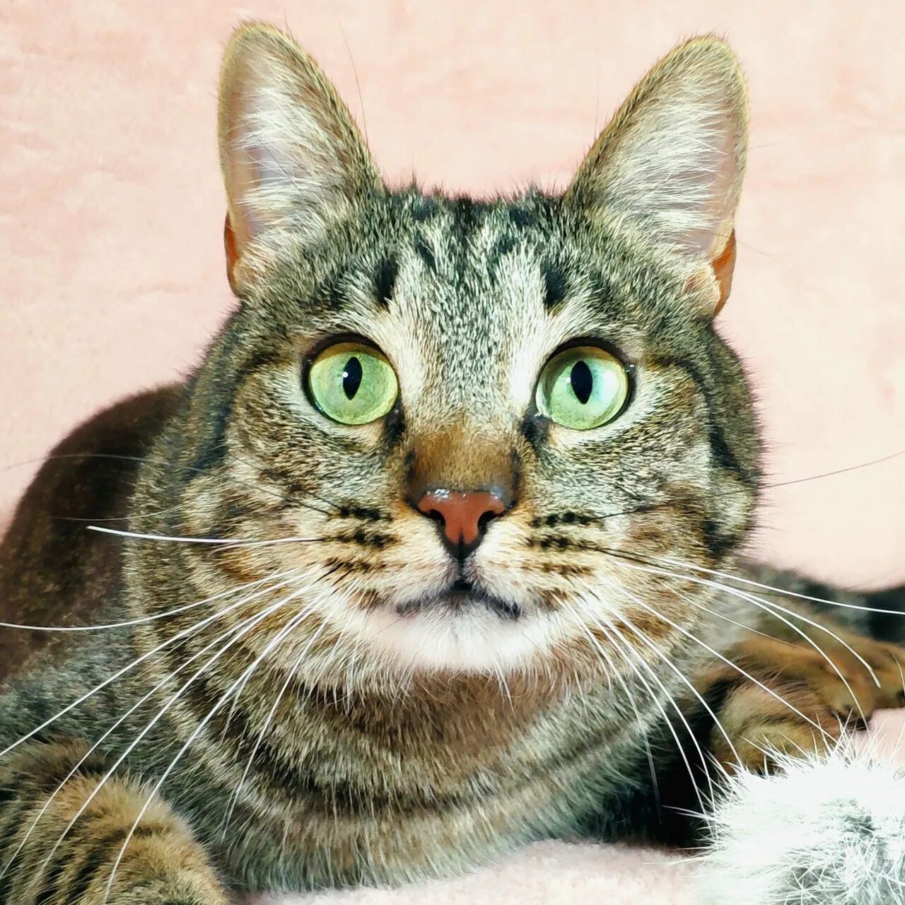 Кот метис фото #МО@takeacat #Москва@takeacat Curious cat Chip. What if you were born an overly 