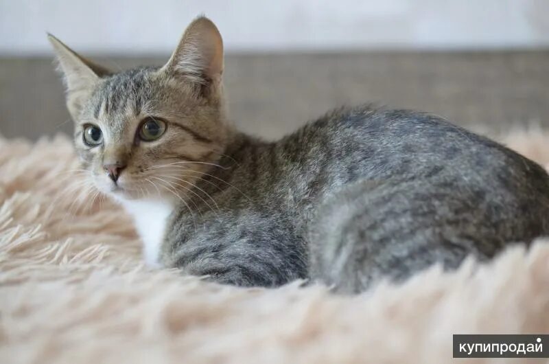 Кот метис фото Котята - метисы в добрые руки в Москве