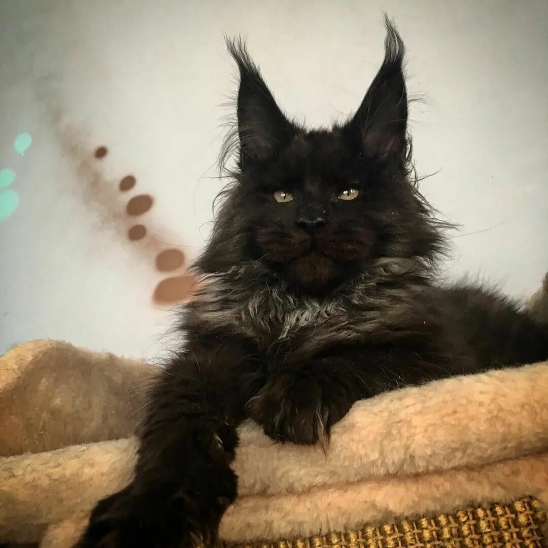 Кот мэйкун черный фото Pin su Serumaninhos Gattini, Gatti, Cani