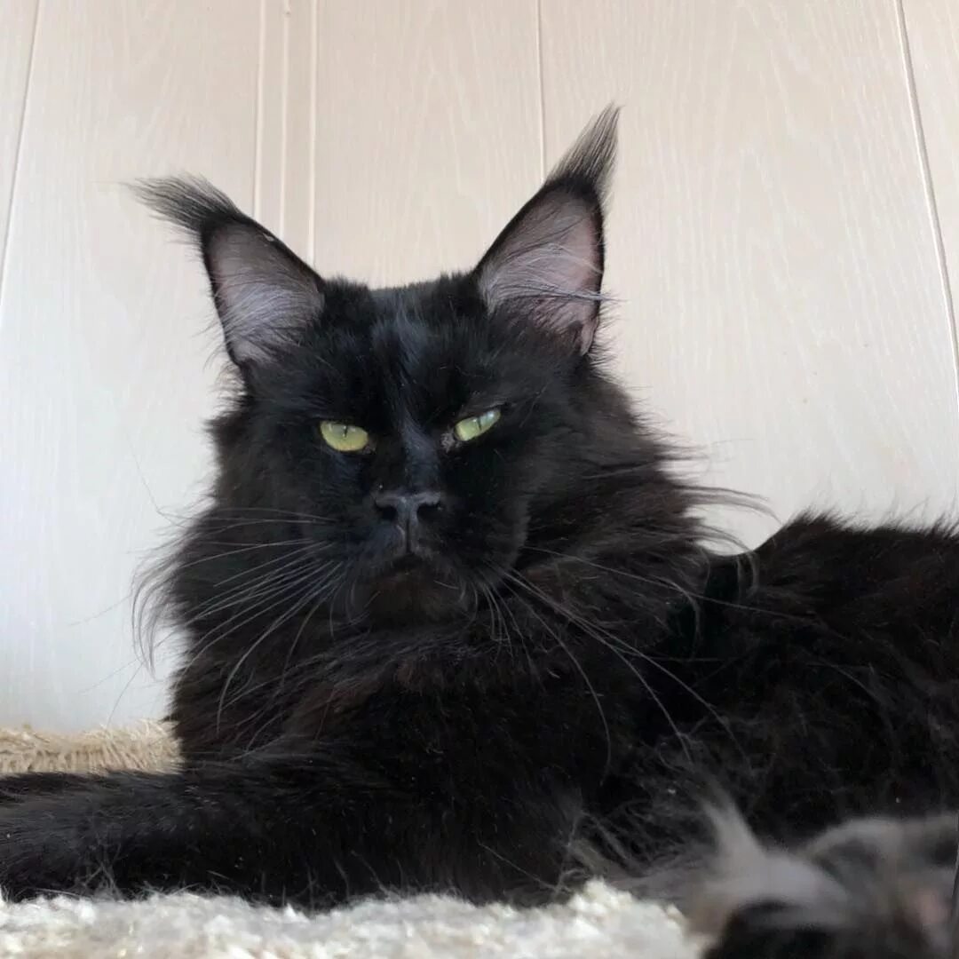 Кот мэйкун черный фото Pin su Fur Babies