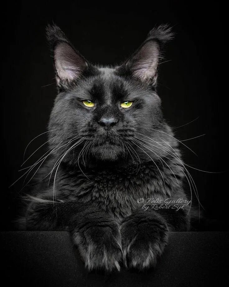 Кот мэйкун черный фото Pin on Коты