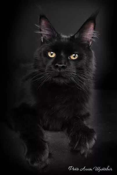 Кот мэйкун черный фото Кот мейн кун Кошки и котята, Мейн-кун кошки, Милые котики