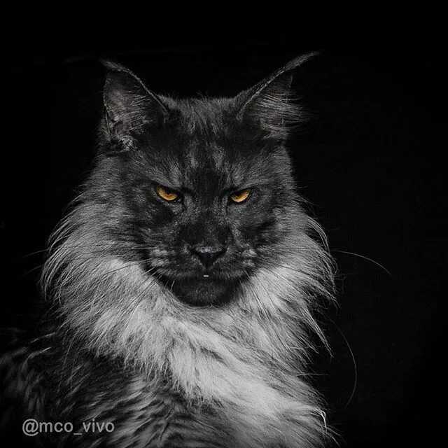 Кот мэйкун черный фото Pin on Cats With Stripes