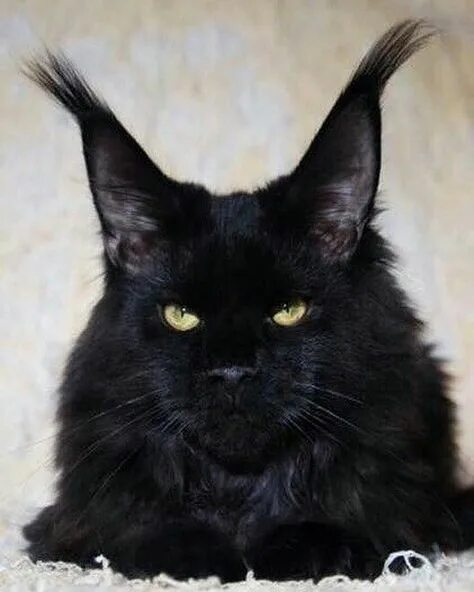 Кот мэйкун черный фото 170 Cats! ideas cats, crazy cats, cute cats
