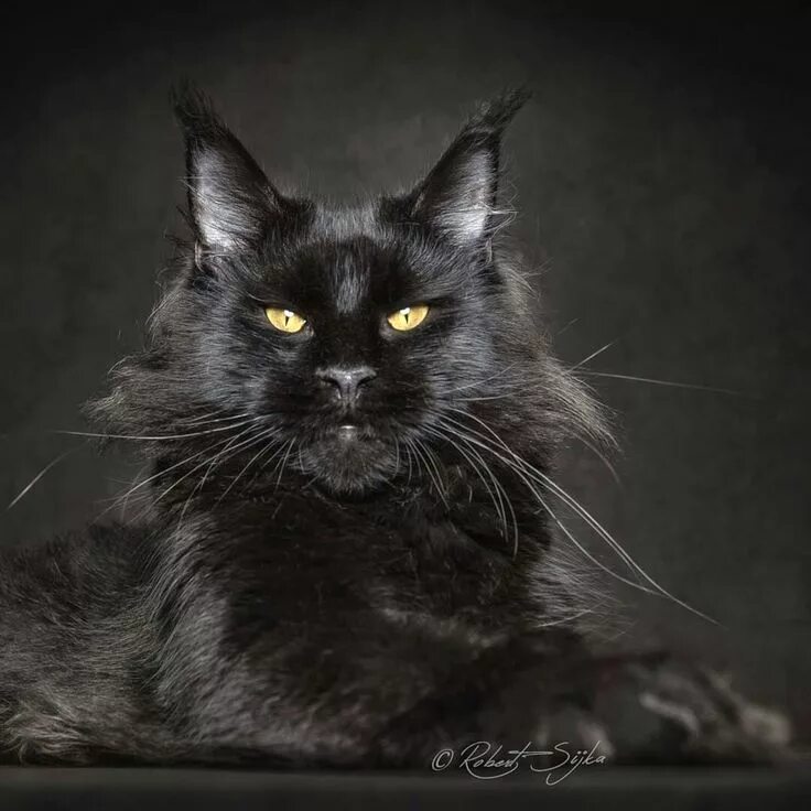 Кот мэйкун черный фото Pin on Maine coon beauties