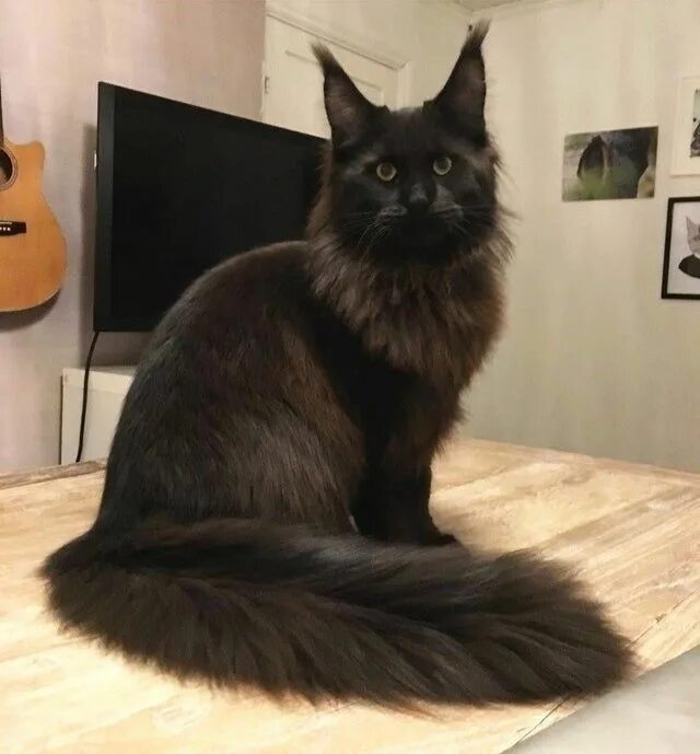 Кот мэйкун черный фото Pin on Maine coon cats