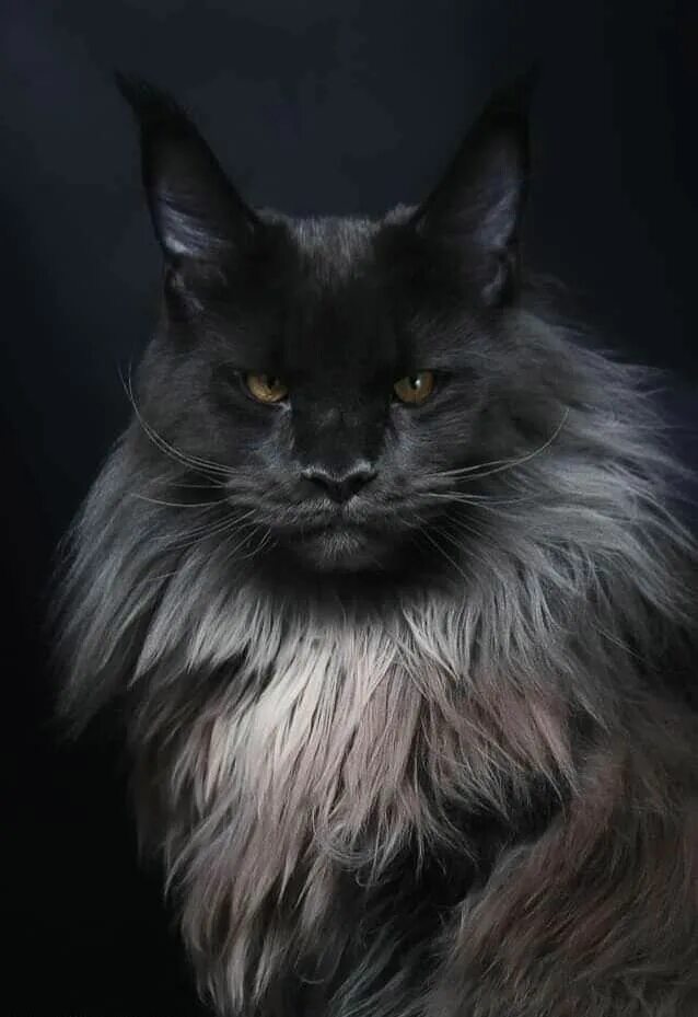 Кот мэйкун черный фото Pin en cats 2