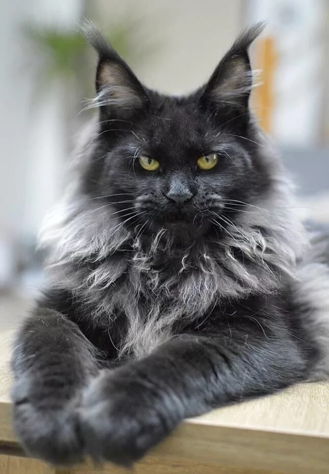 Кот мэйкун черный фото Pin on Maine ❤ Coon ❤