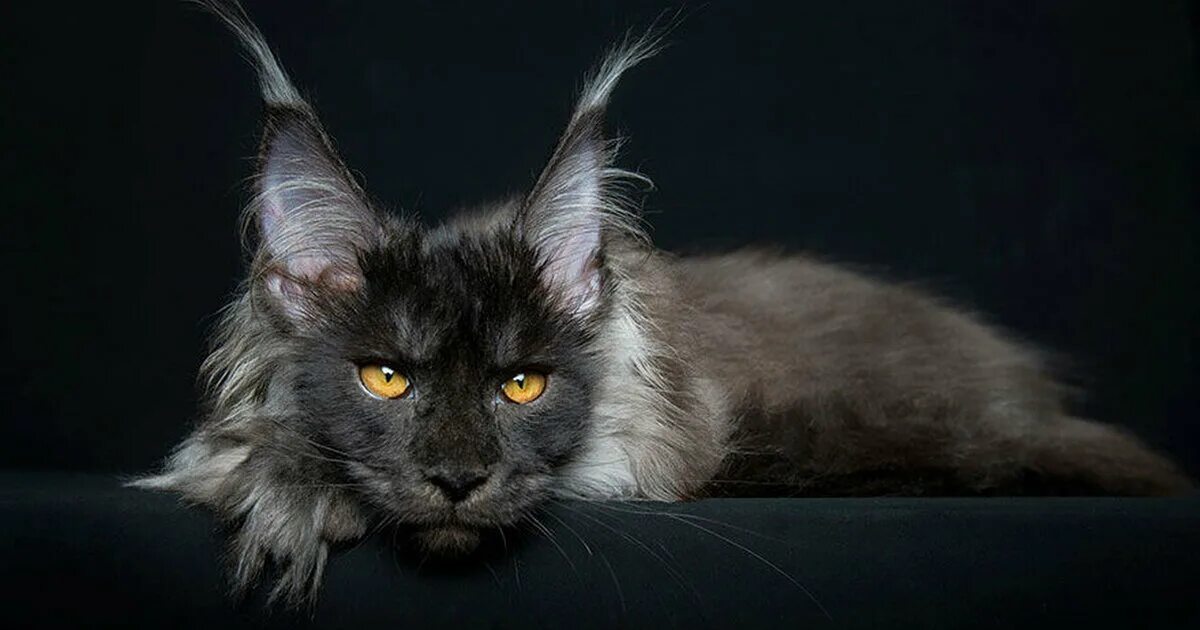 Кот мэйкун фото Недостатки мейн-кунов, которые не принято афишировать - "Важное в Ярцеве"