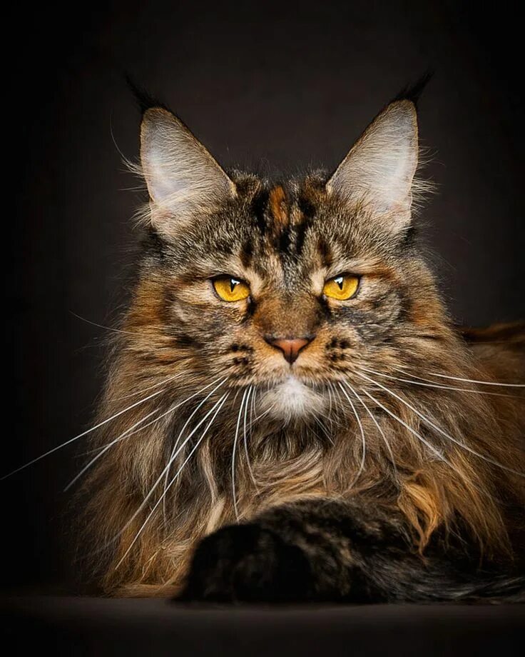 Кот мэйкун фото Pin on Epic Cuteness