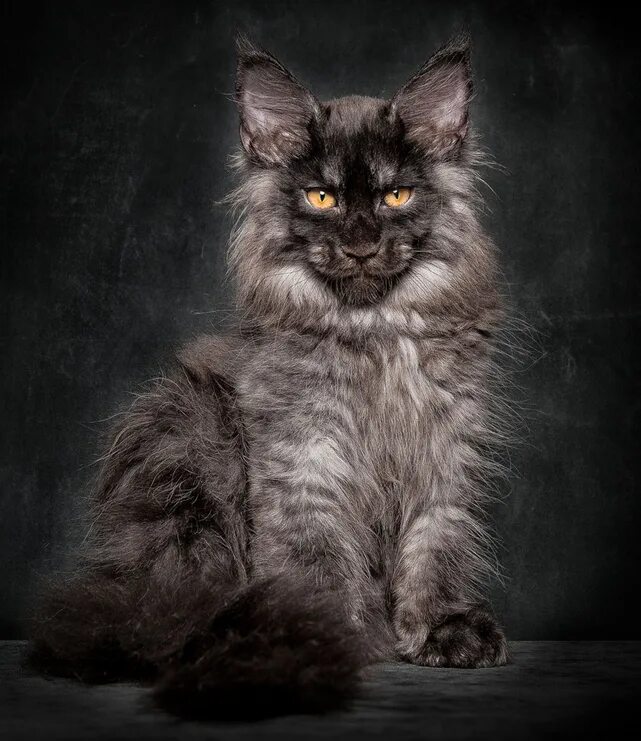 Кот мэйкун фото Pin on Cats, big and small, tame and wild