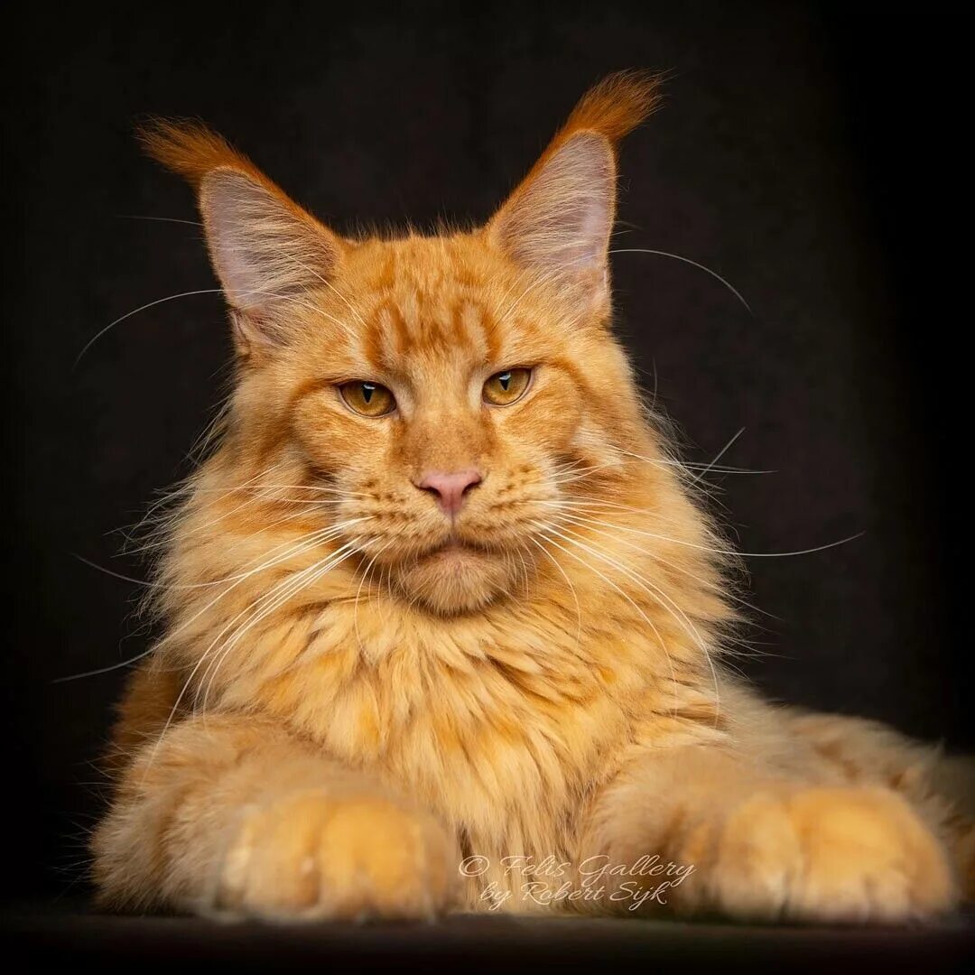 Кот мэйкун фото Pin på Amo Gatos