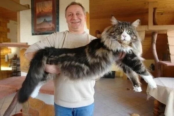 Кот мэйкун и цена фото рост Pin on Мэйн кун